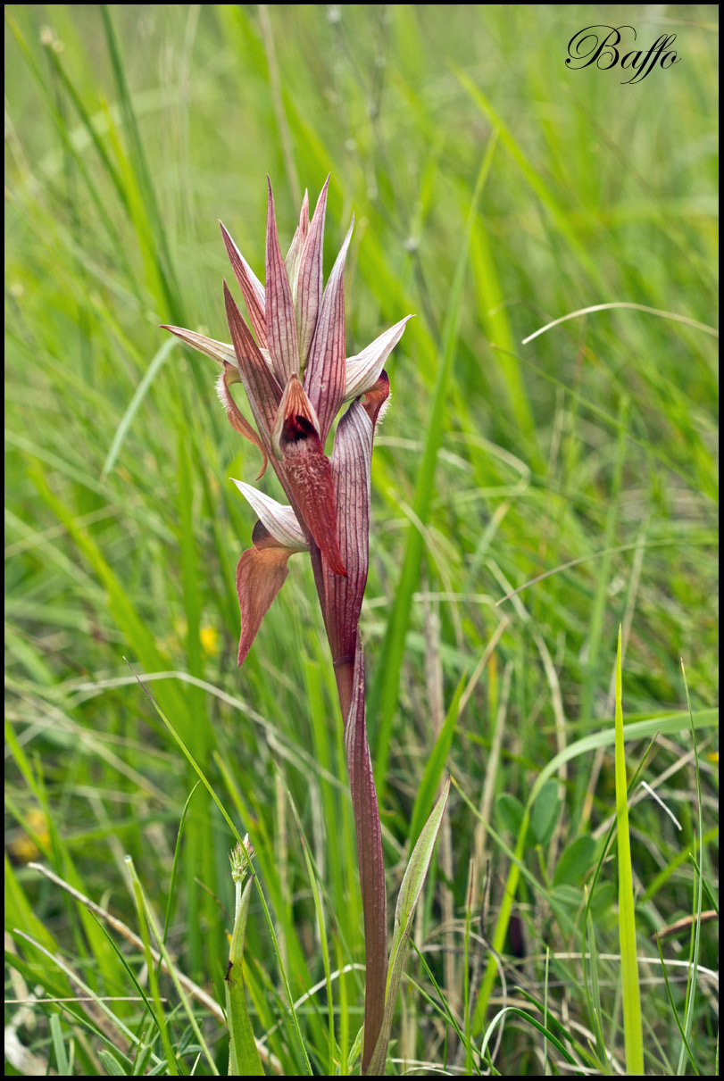 Serapias vomeracea